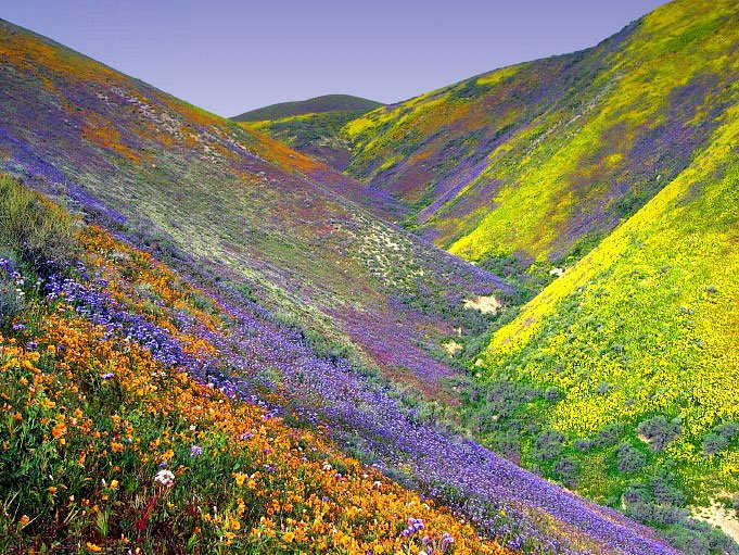 Vallée fleurs Uttarakhand Inde