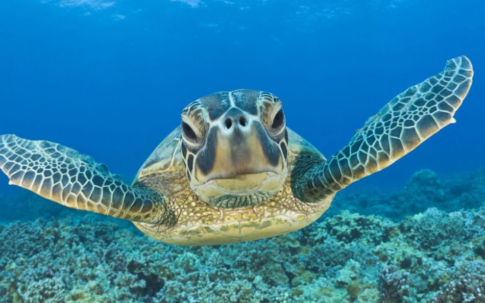 Nager avec tortues Mexique