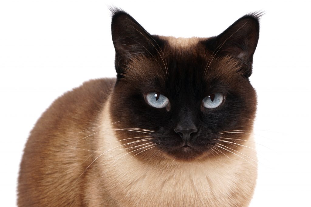 portrait of a siamese cat in seal point with blue eyes